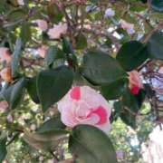 ヒメ日記 2025/03/06 14:59 投稿 はな 奥様鉄道69 岡山店