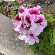 ヒメ日記 2025/03/12 12:19 投稿 はな 奥様鉄道69 岡山店