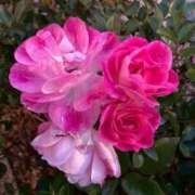 ヒメ日記 2025/04/02 20:19 投稿 はな 奥様鉄道69 岡山店