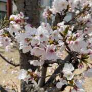 ヒメ日記 2025/04/14 15:39 投稿 はな 奥様鉄道69 岡山店