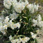 ヒメ日記 2025/04/15 14:12 投稿 はな 奥様鉄道69 岡山店