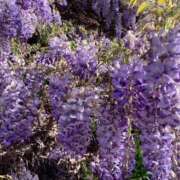 ヒメ日記 2025/04/24 14:29 投稿 はな 奥様鉄道69 岡山店