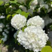 ヒメ日記 2025/04/28 08:09 投稿 はな 奥様鉄道69 岡山店