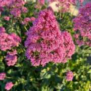 ヒメ日記 2025/06/02 18:49 投稿 はな 奥様鉄道69 岡山店