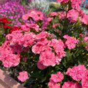 ヒメ日記 2025/06/02 18:59 投稿 はな 奥様鉄道69 岡山店