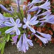 ヒメ日記 2025/06/17 09:39 投稿 はな 奥様鉄道69 岡山店