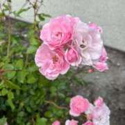 ヒメ日記 2025/06/29 14:49 投稿 はな 奥様鉄道69 岡山店