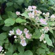 ヒメ日記 2025/07/05 15:09 投稿 はな 奥様鉄道69 岡山店