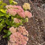 ヒメ日記 2025/07/15 13:49 投稿 はな 奥様鉄道69 岡山店