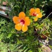 ヒメ日記 2025/08/05 10:29 投稿 はな 奥様鉄道69 岡山店