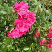 ヒメ日記 2025/08/06 16:39 投稿 はな 奥様鉄道69 岡山店