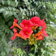 ヒメ日記 2025/08/06 16:50 投稿 はな 奥様鉄道69 岡山店