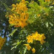 ヒメ日記 2025/08/08 01:09 投稿 はな 奥様鉄道69 岡山店