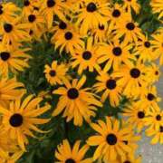 ヒメ日記 2025/08/12 14:09 投稿 はな 奥様鉄道69 岡山店