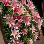 ヒメ日記 2025/08/15 00:39 投稿 はな 奥様鉄道69 岡山店