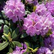 ヒメ日記 2025/08/17 14:39 投稿 はな 奥様鉄道69 岡山店