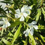 ヒメ日記 2025/09/24 21:59 投稿 はな 奥様鉄道69 岡山店