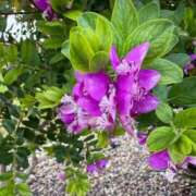 はな 10/27 Ｍ様へ🩷 奥様鉄道69 岡山店