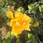 はな 11/23 K様へ🩷 奥様鉄道69 岡山店