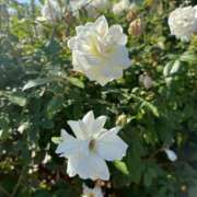 はな 12/3 K様へ🩷 奥様鉄道69 岡山店