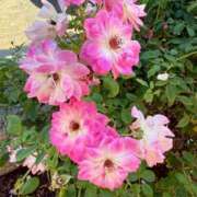 はな ありがとう🩷 奥様鉄道69 岡山店