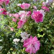 ヒメ日記 2025/12/19 01:39 投稿 はな 奥様鉄道69 岡山店