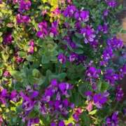 ヒメ日記 2025/12/19 01:47 投稿 はな 奥様鉄道69 岡山店