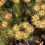 ヒメ日記 2026/01/13 14:44 投稿 はな 奥様鉄道69 岡山店