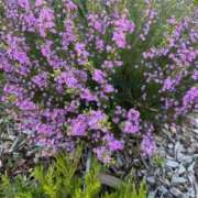 はな 1/24 Y様へ🩷 奥様鉄道69 岡山店