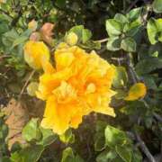 はな 2/9 T様へ🩷 奥様鉄道69 岡山店