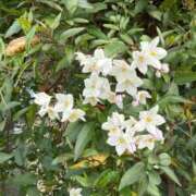 はな 2/21 M様へ🩷 奥様鉄道69 岡山店