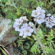 はな 3/1 F様へ🩷 奥様鉄道69 岡山店