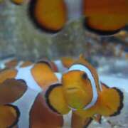 ヒメ日記 2025/02/20 12:31 投稿 ののか 秋葉原コスプレ学園(AKG)