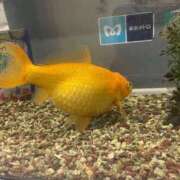 ヒメ日記 2025/03/07 12:23 投稿 ののか 秋葉原コスプレ学園(AKG)