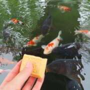 ヒメ日記 2025/03/15 16:25 投稿 ののか 秋葉原コスプレ学園(AKG)