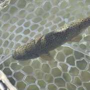 ヒメ日記 2025/03/19 18:32 投稿 ののか 秋葉原コスプレ学園(AKG)