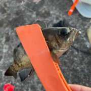 ヒメ日記 2025/03/19 18:29 投稿 ののか 秋葉原コスプレ学園(AKG)