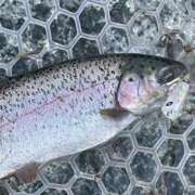 ヒメ日記 2025/03/22 21:25 投稿 ののか 秋葉原コスプレ学園(AKG)