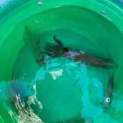 ヒメ日記 2025/04/05 18:23 投稿 ののか 秋葉原コスプレ学園(AKG)