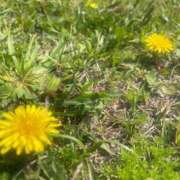 ヒメ日記 2025/04/25 11:51 投稿 ののか 秋葉原コスプレ学園(AKG)