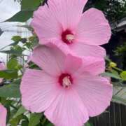 ヒメ日記 2025/04/27 16:46 投稿 ののか 秋葉原コスプレ学園(AKG)