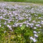 ヒメ日記 2025/05/15 11:41 投稿 ののか 秋葉原コスプレ学園(AKG)