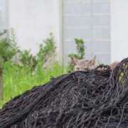 ヒメ日記 2025/06/19 10:51 投稿 ののか 秋葉原コスプレ学園(AKG)