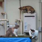 ヒメ日記 2025/06/25 20:31 投稿 ののか 秋葉原コスプレ学園(AKG)