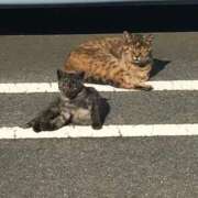 ヒメ日記 2025/06/26 14:51 投稿 ののか 秋葉原コスプレ学園(AKG)