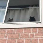 ヒメ日記 2025/07/12 21:21 投稿 ののか 秋葉原コスプレ学園(AKG)