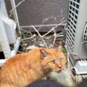 ヒメ日記 2025/07/26 12:00 投稿 ののか 秋葉原コスプレ学園(AKG)