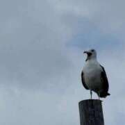 ヒメ日記 2025/10/13 20:11 投稿 ののか 秋葉原コスプレ学園(AKG)