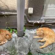 ヒメ日記 2025/11/27 14:51 投稿 ののか 秋葉原コスプレ学園(AKG)