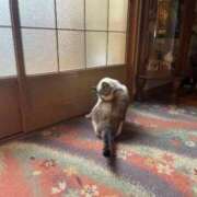 ヒメ日記 2025/12/10 17:46 投稿 ののか 秋葉原コスプレ学園(AKG)